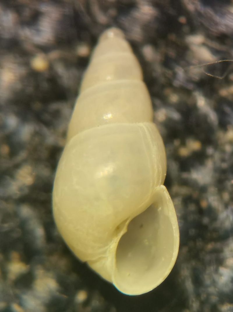 Brachystomia eulimoides?